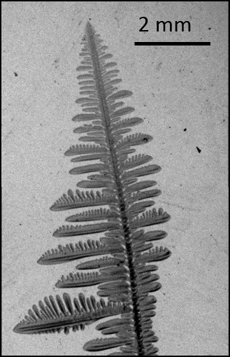 Image en diffraction (topographie) d'une dendrite d'alliage Al