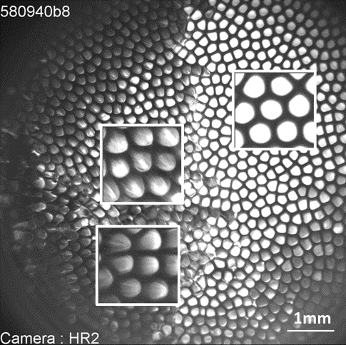 Observation in situ de l'interface solide-liquide